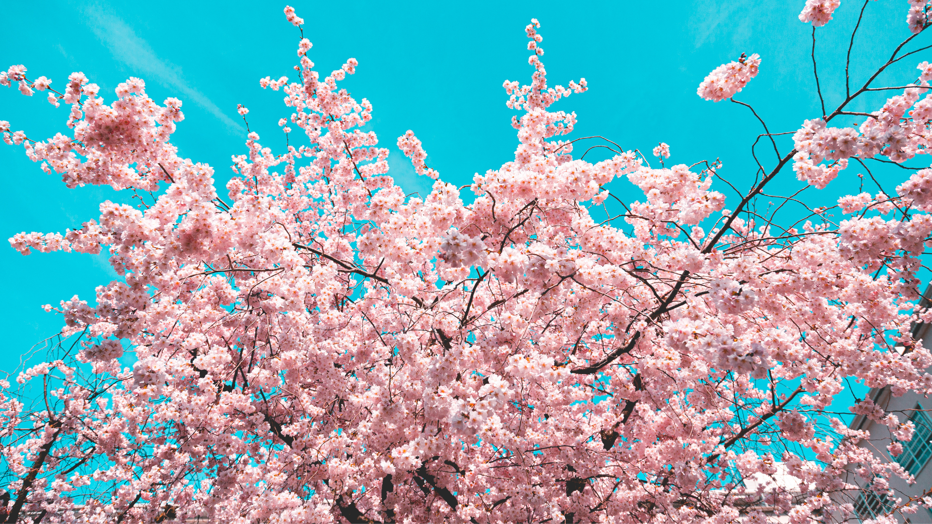 Pink cherry blossom in season