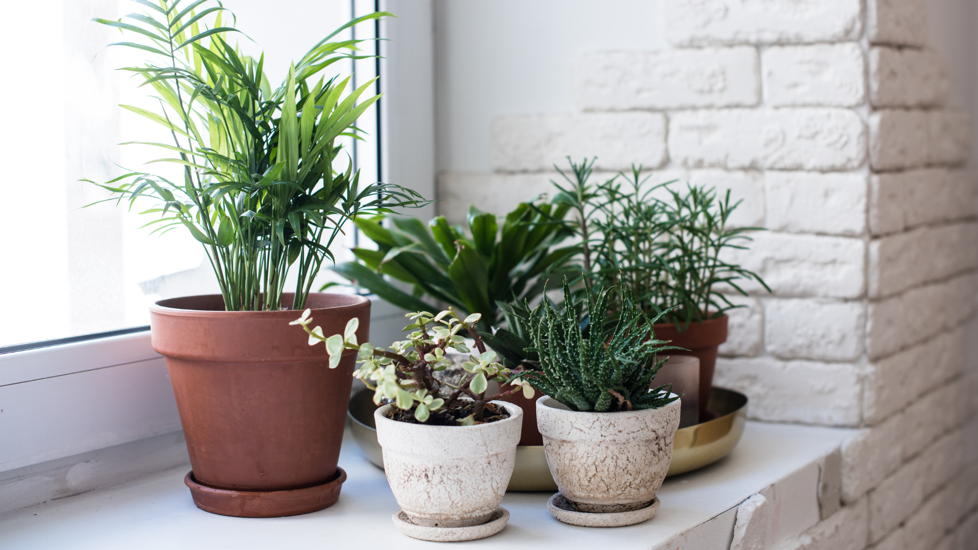Photo of houseplants by the windows