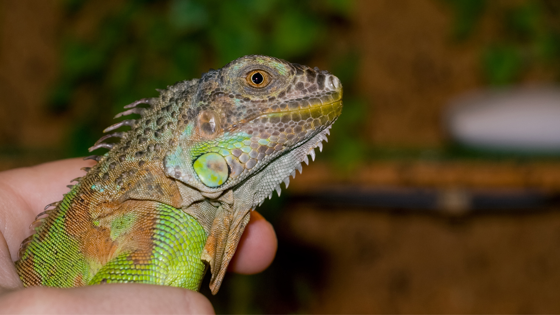 Exotic pet green iguana