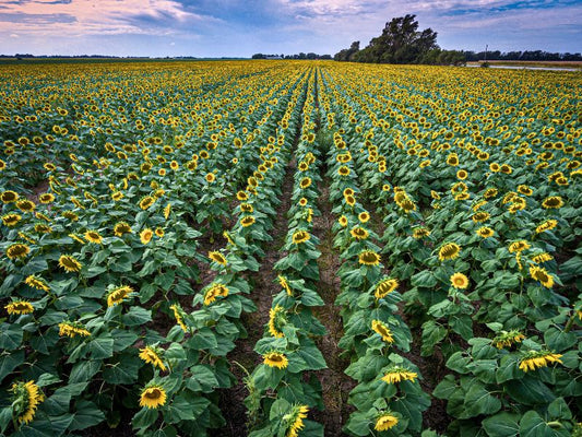 Moving to Kansas: The Complete Guide to Relocating to the Sunflower State