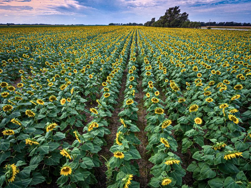 Moving to Kansas: The Complete Guide to Relocating to the Sunflower State